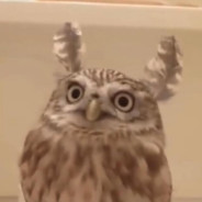 薛定谔的机器猫