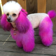 SpankyPoodle