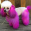 SpankyPoodle