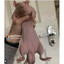 Rato Ovudo