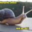 turbo snail