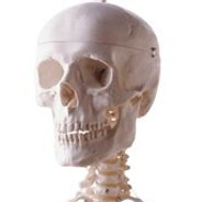 Skeleton Lordus III