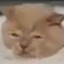 nutfumbler