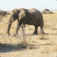 Whiffard 🐘