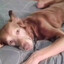sussy dog