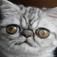 негативный