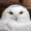 Snowy Owl
