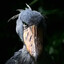 Super Evil Bird