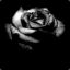 Guns N&#039; Rose