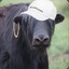 yak wearing designer clothing