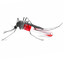 Mosquito