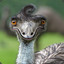 issa emu