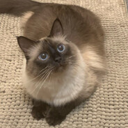 荀彧才不是苟或