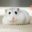 Horrifying Hamster.