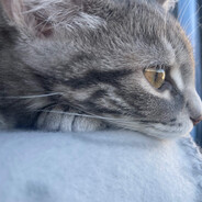 ISA ⸜(｡˃ ᵕ ˂ )⸝♡