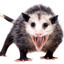 Opossum
