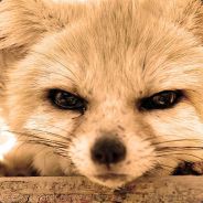 AngryFox