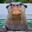 Kawauso