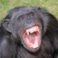 Screaming Chimp