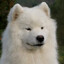 doggie