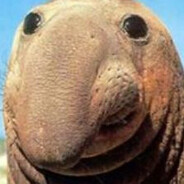 szkorbutkkCASE.GIFT - steam id 76561199556100834