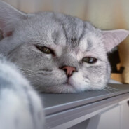 本喵被生活磨平了棱角