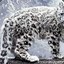 Snow leopard