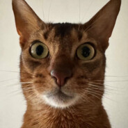 完蛋！我被吗喽包围了