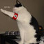 (NTR) H_Gato