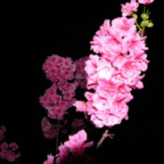 笨蛋，先拔出来啊