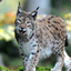 [FUX] Der Luchs