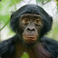bonobo guy