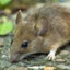 OilMouse