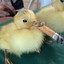 Pato Fumante