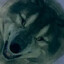 Angry Sif
