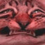 CptmcNoob
