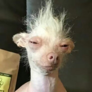 爱吃西瓜的李马克