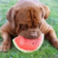 BigDogGottaEat