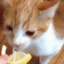 Caat