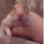 Ugly_Hamster