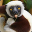 Zaboomafoo