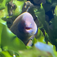 Pipi-Pupu