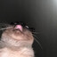 Gatto