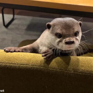 TommyK - steam id 76561198347846675