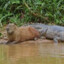 CAPIVARA soca fofo