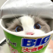 悲伤皮蛋瘦肉粥