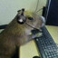 Capy Gaming