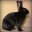.blackrabbitrabid