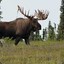a wild moose