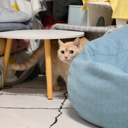 网恋被骗三只羊